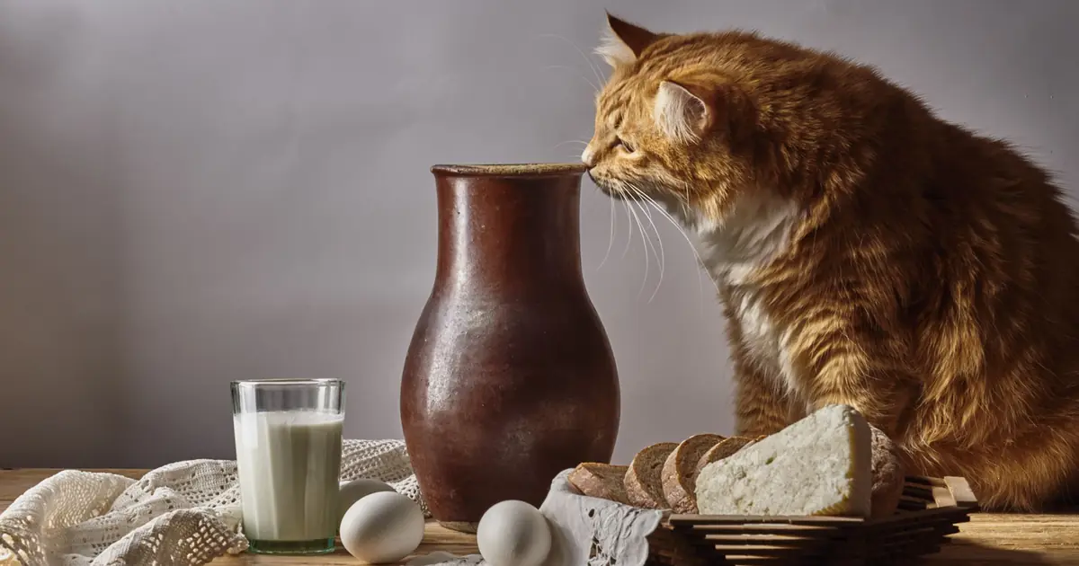 Can Cats Eat Eggs? Vet-Backed Safety Guide (2026) 1