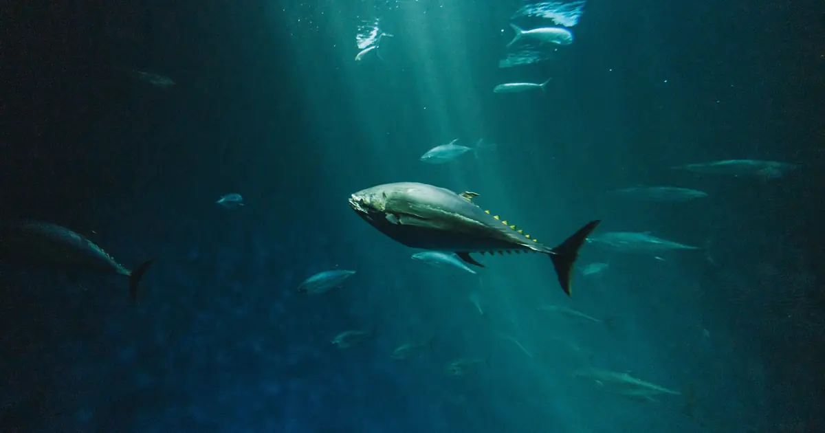 Can Cats Eat Tuna? Safe Amounts and 5 Real Risks 1