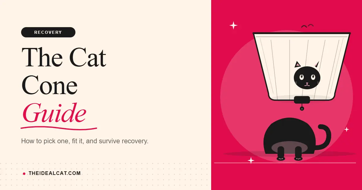 cat cone
