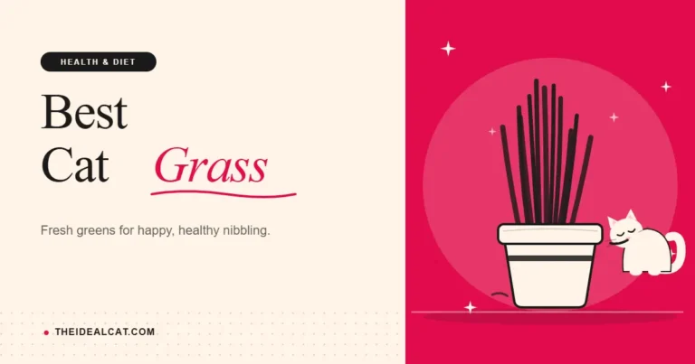 cat grass
