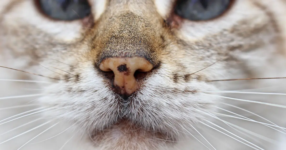 close-up of a cat's nose