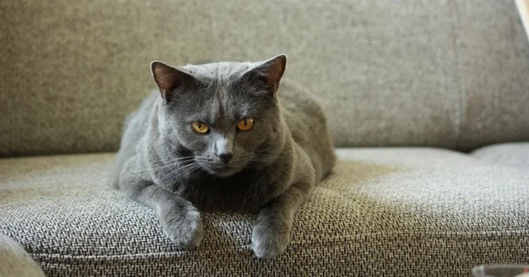 chartreux cat