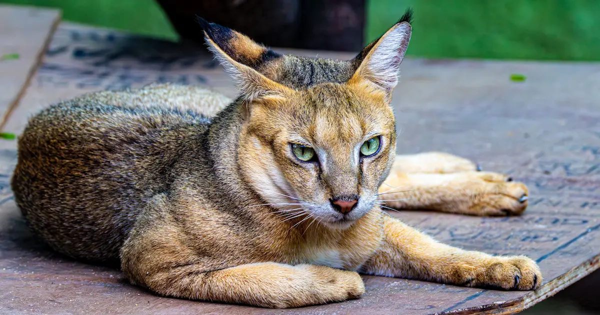 chausie cat