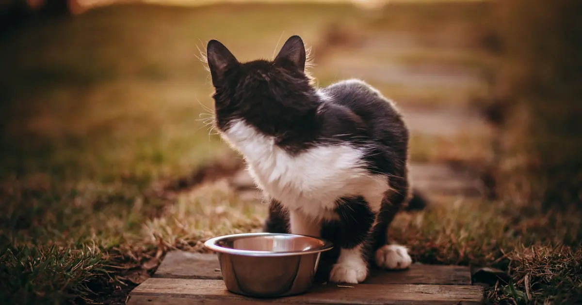 cat beside a food bowl at home