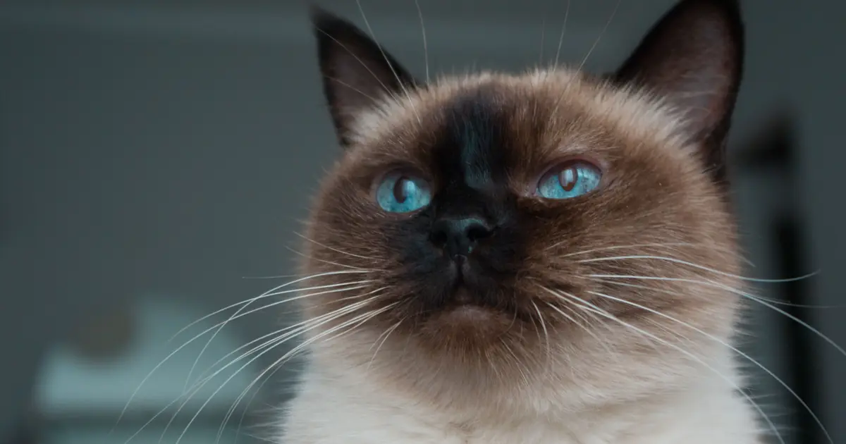 colorpoint shorthair cat