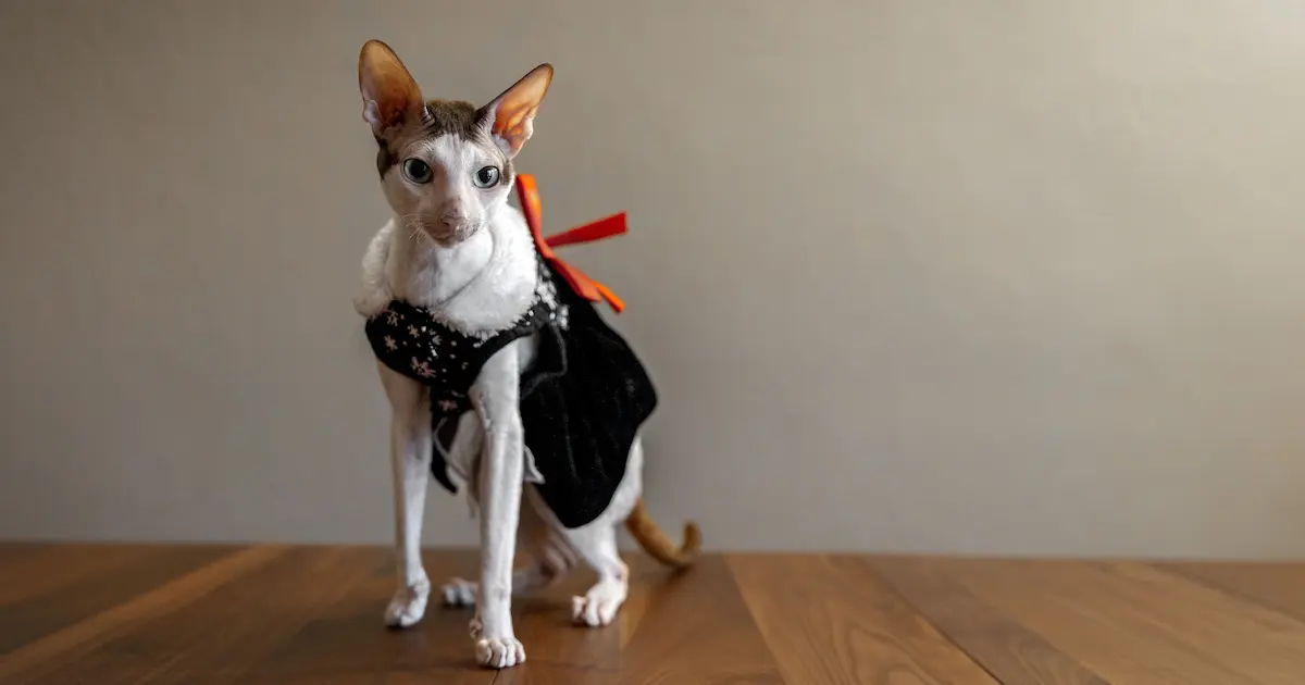 cornish rex