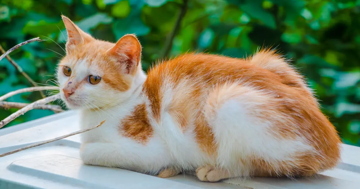 Cymric Cat