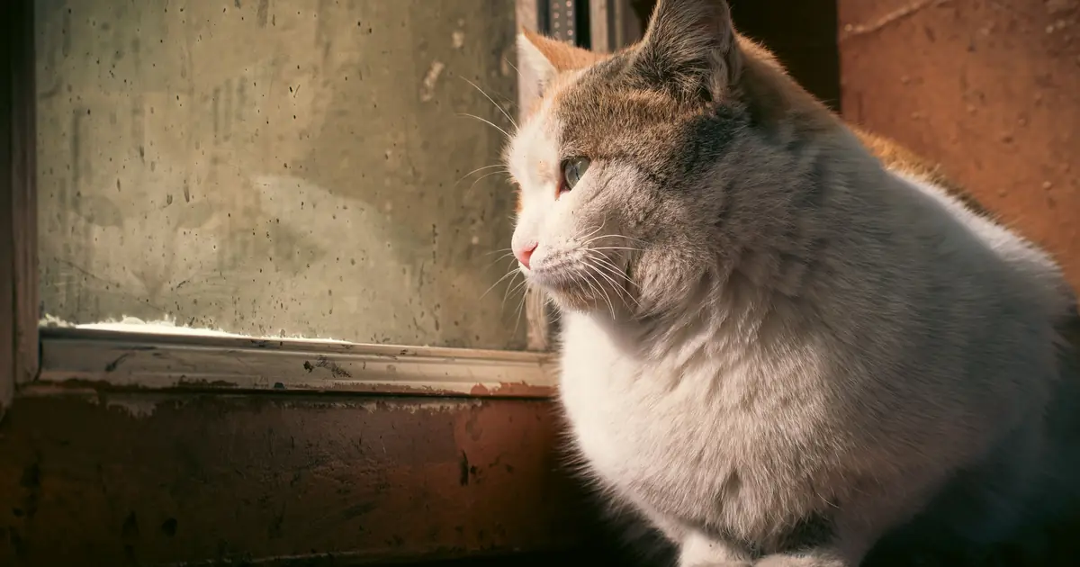 a cat alone looking out a window
