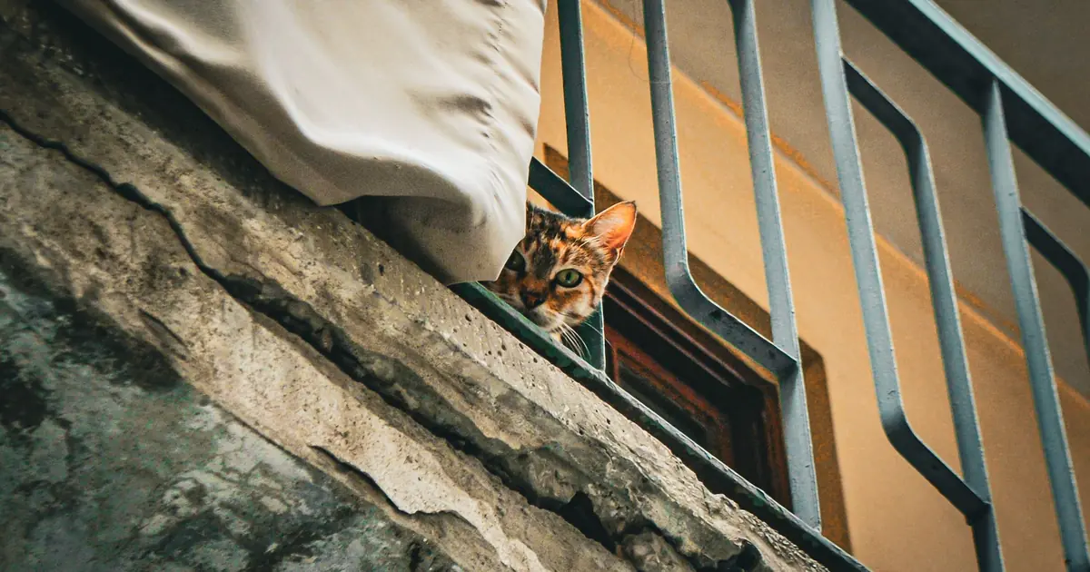 do cats get lonely