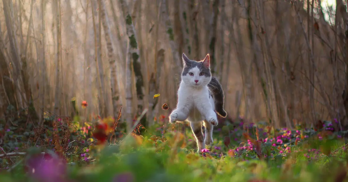 Do Cats Have 9 Lives? The Myth and Science Explained 1