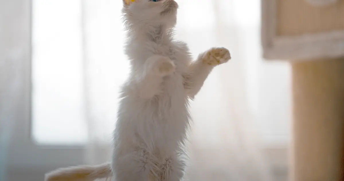 do cats have knees
