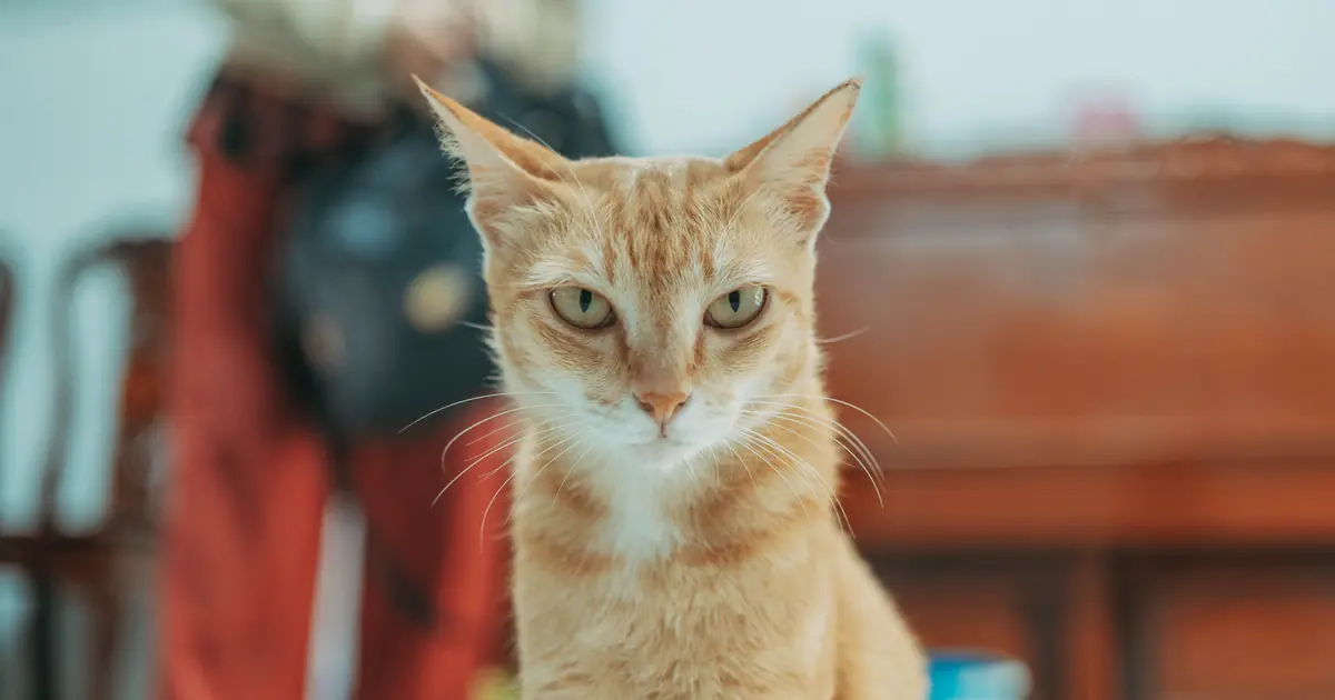 a cat with an unimpressed expression