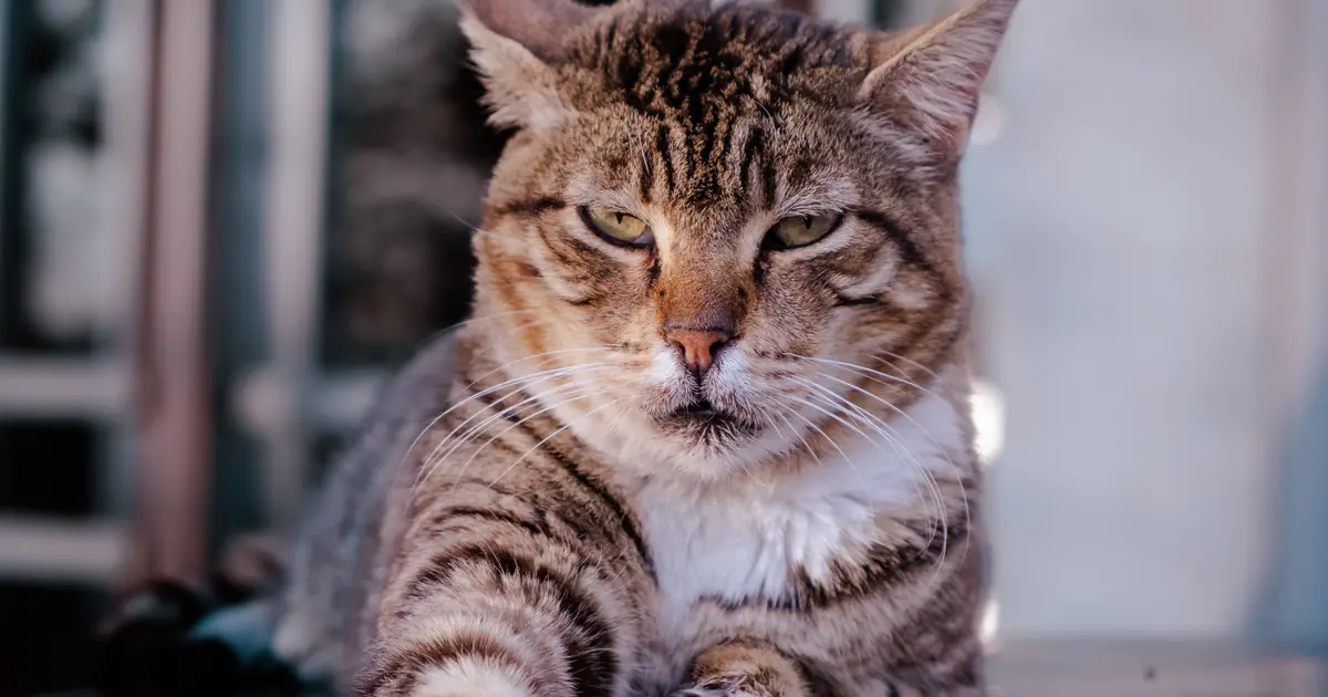 do cats hold grudges