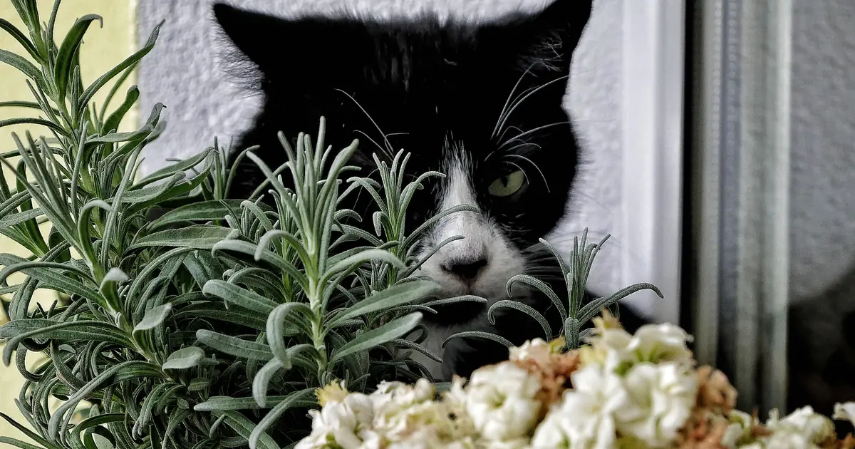 a cat near a lavender plant