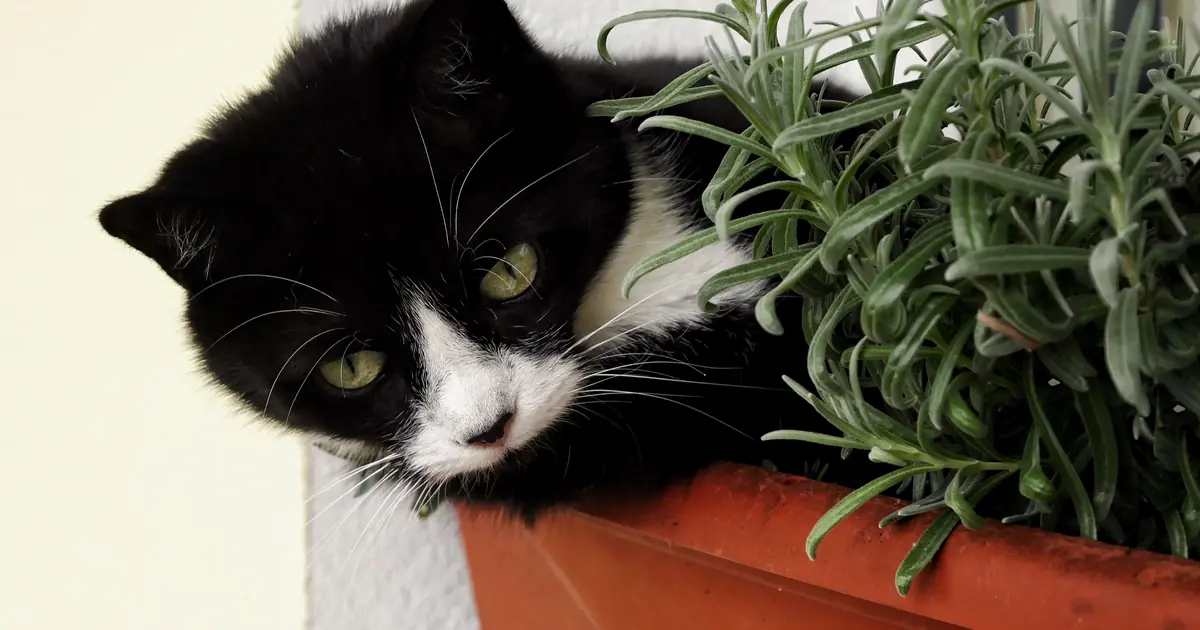 do cats like lavender