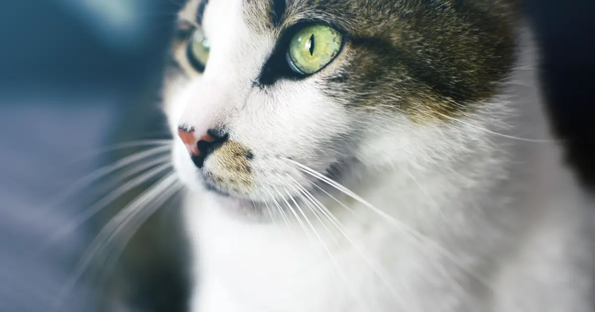 close-up of a cat's whiskers