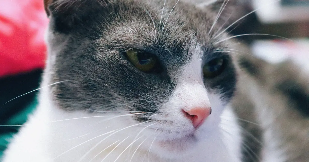 do cats shed whiskers