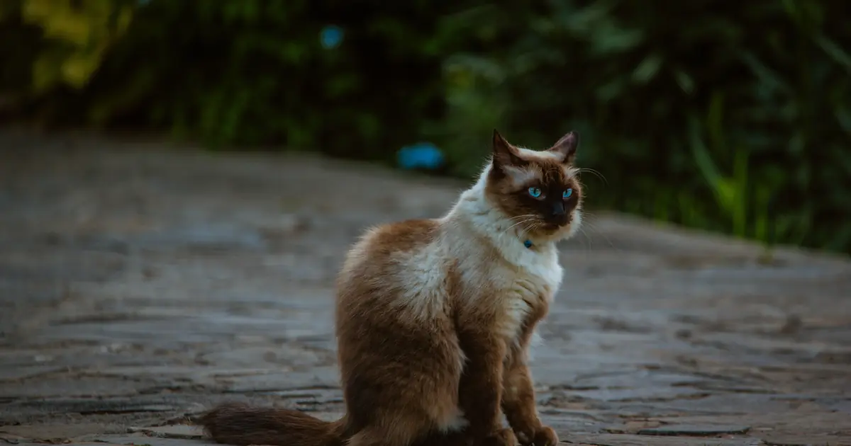 a siamese cat sitting