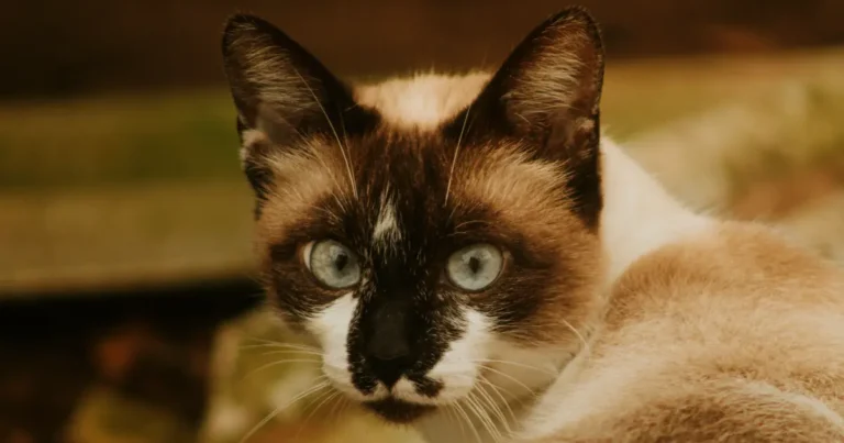 do siamese cats shed