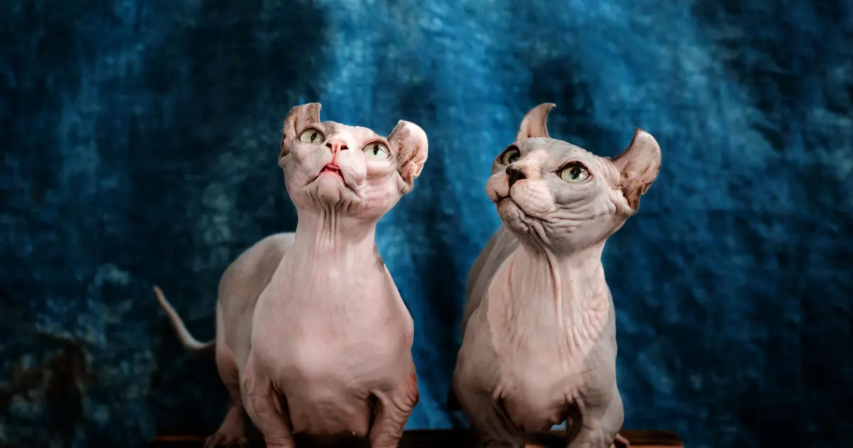 Dwelf Cat