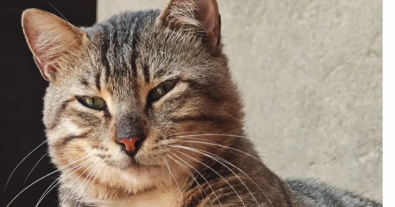 egyptian mau