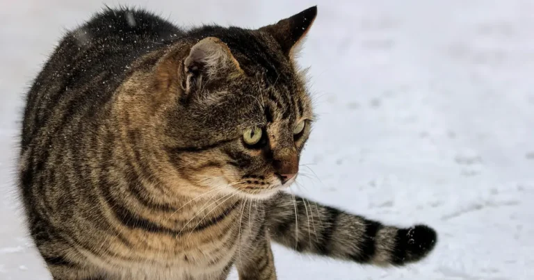 european shorthair