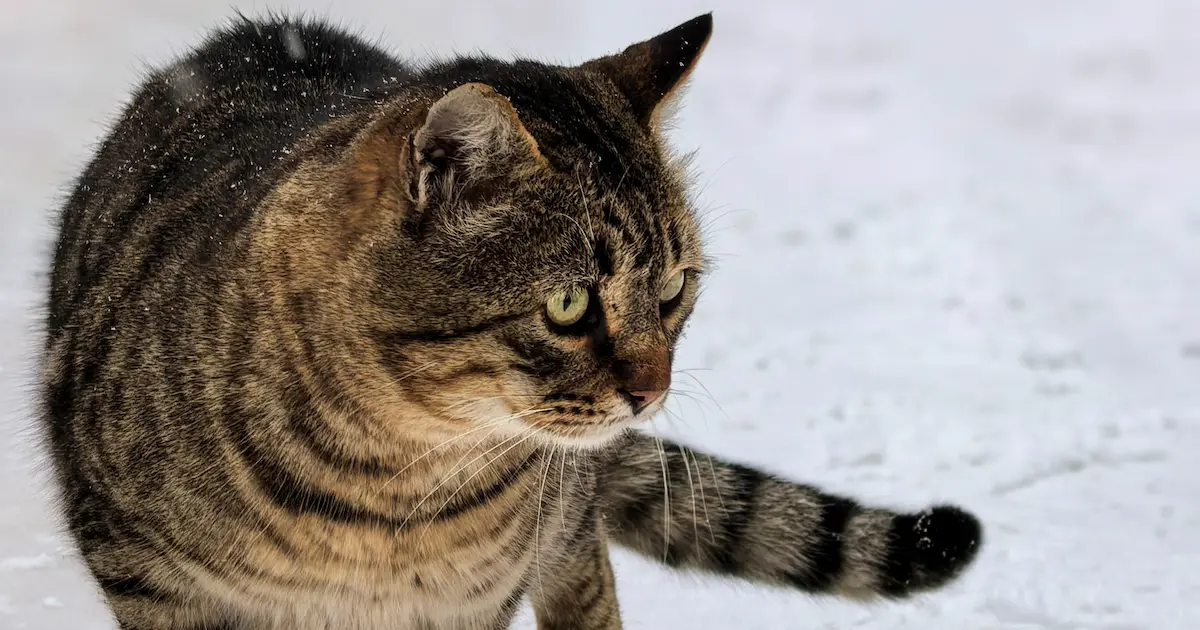 european shorthair