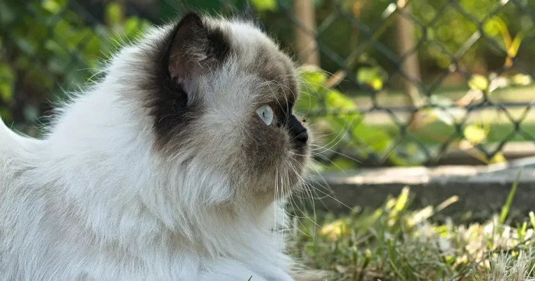 himalayan cat