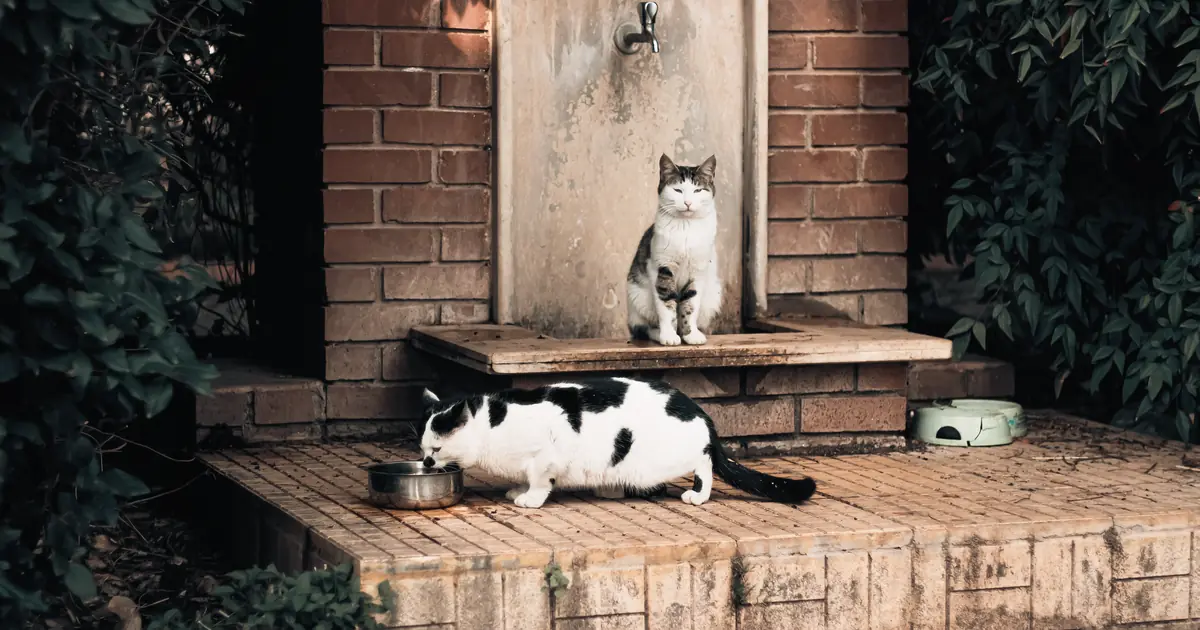 How Long Can a Cat Go Without Water? Vet-Backed Facts 1