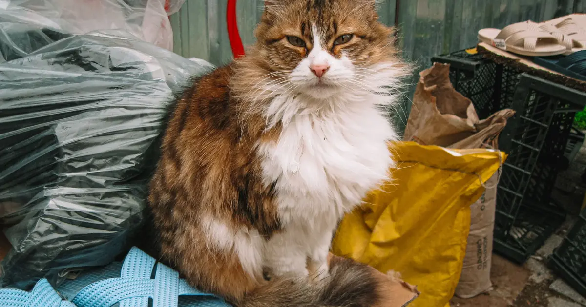 how long can cats hold their pee