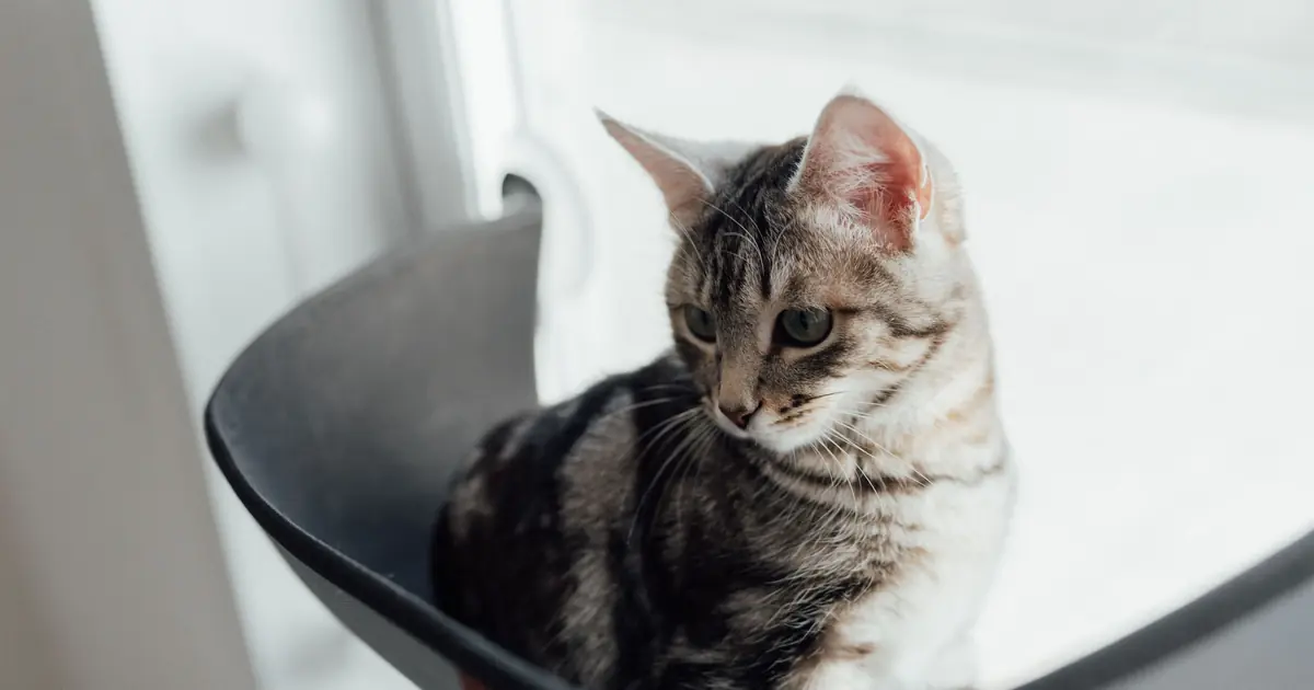 how long can you leave a cat alone