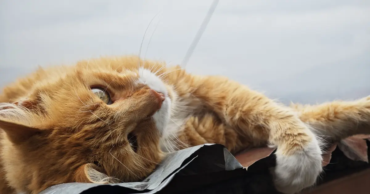 How Long Does a Cat Live? Average Lifespan by Lifestyle 1