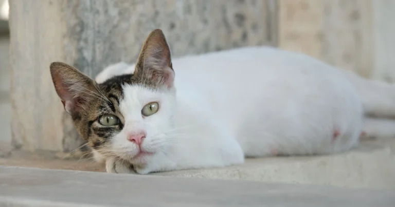 how long is a cat pregnant