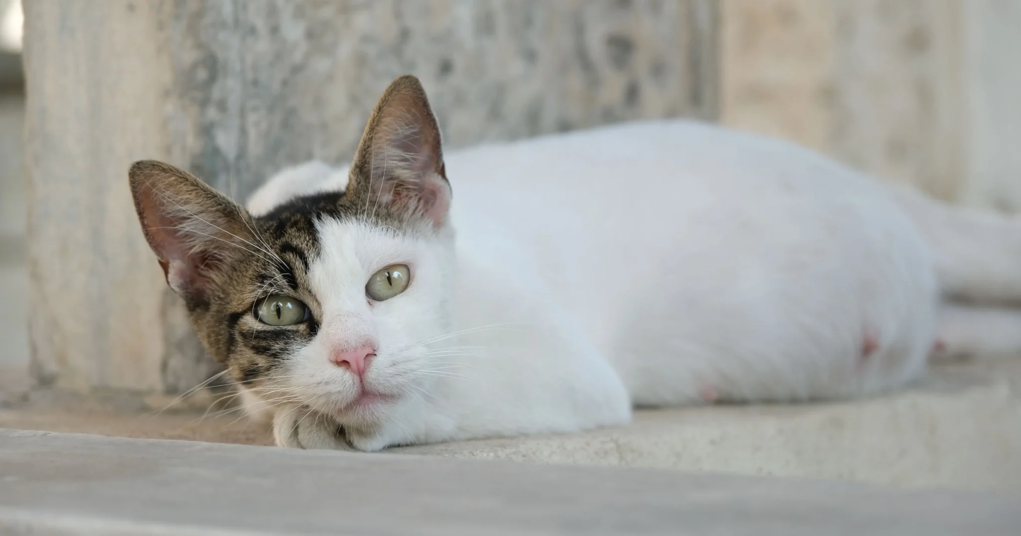 how long is a cat pregnant