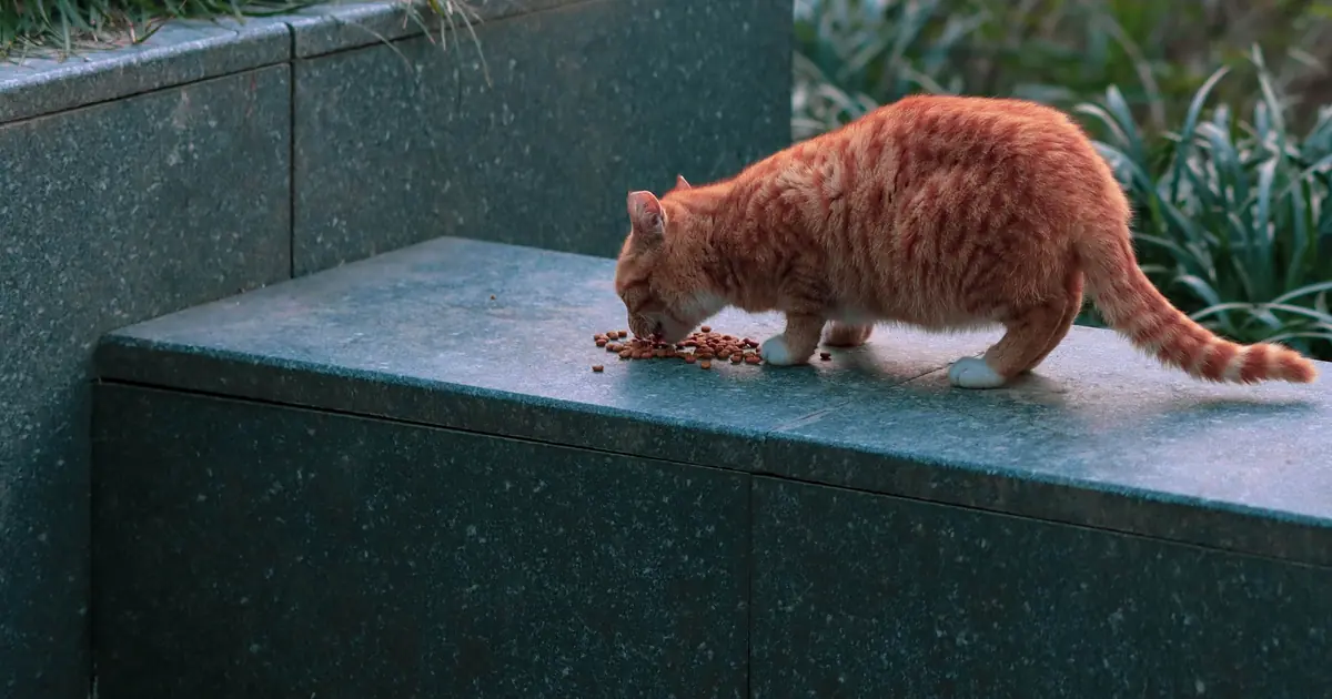 How Many Times a Day Should a Cat Eat? Vet Guide 1