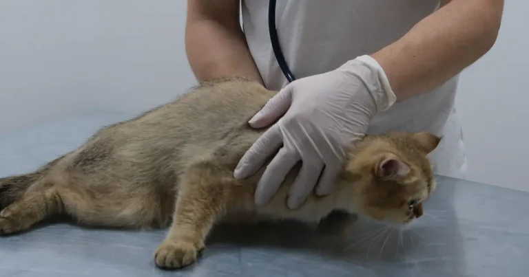 how much does it cost to neuter a cat