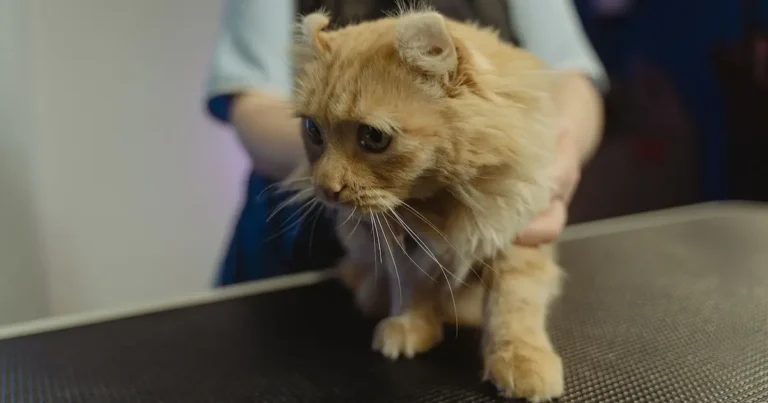 how much does it cost to spay a cat