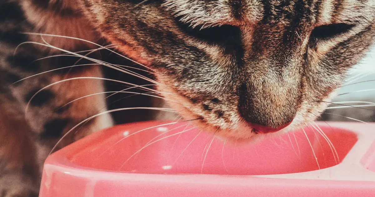 how much wet food to feed a cat