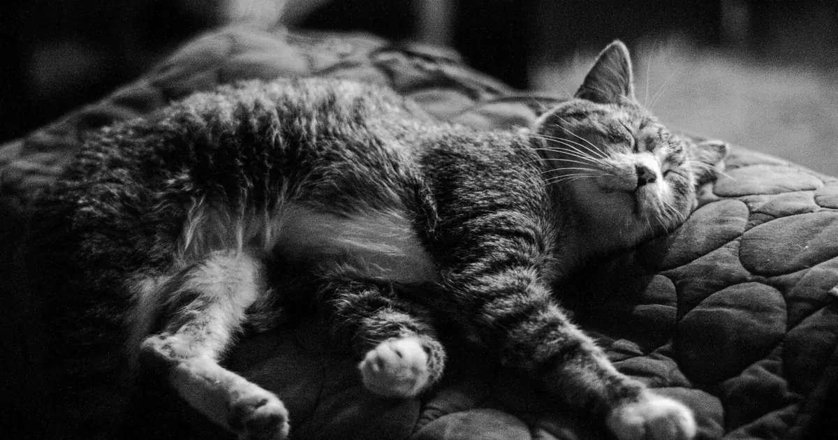 How Often Does a Cat Go Into Heat? Full Cycle Guide 1