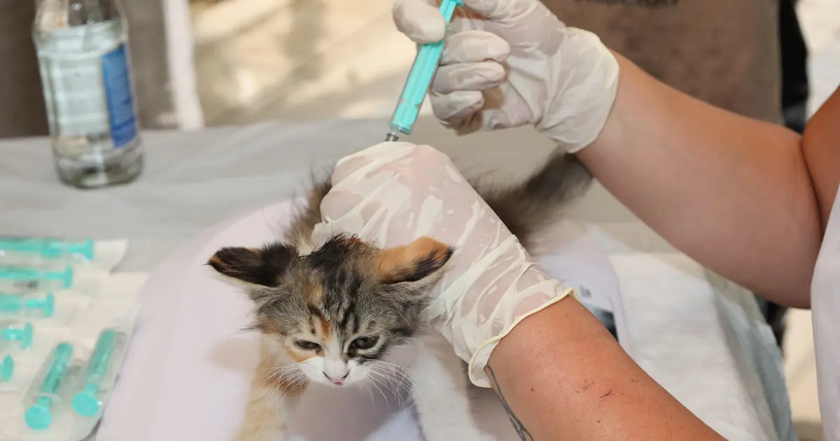 How Old Does a Cat Have to Be to Get Fixed? (Vet Guide) 1