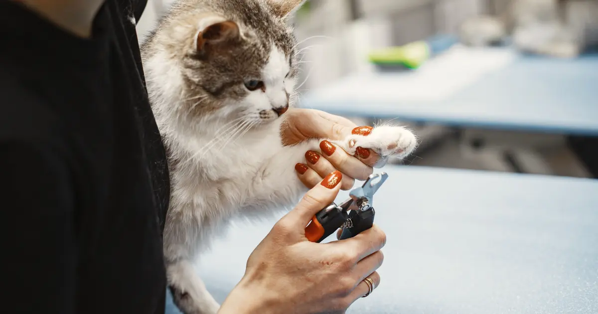 how to cut cat nails