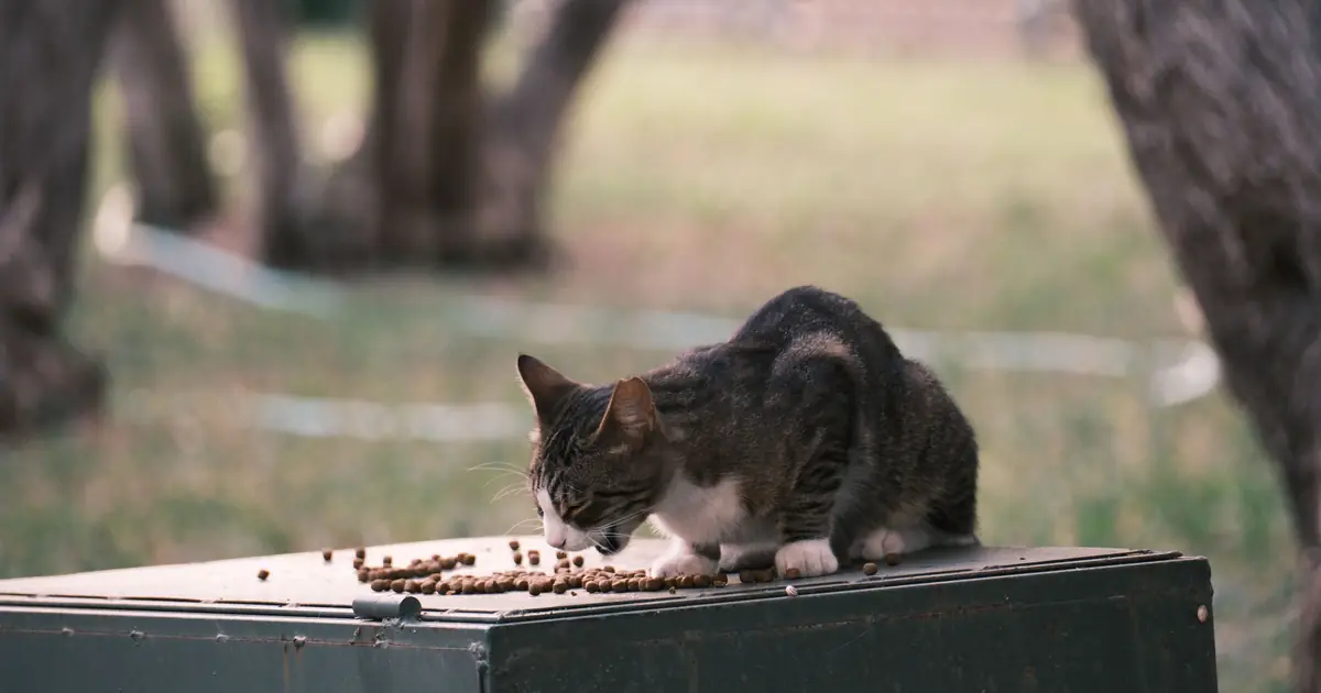 a cat eating wet food from a bowl