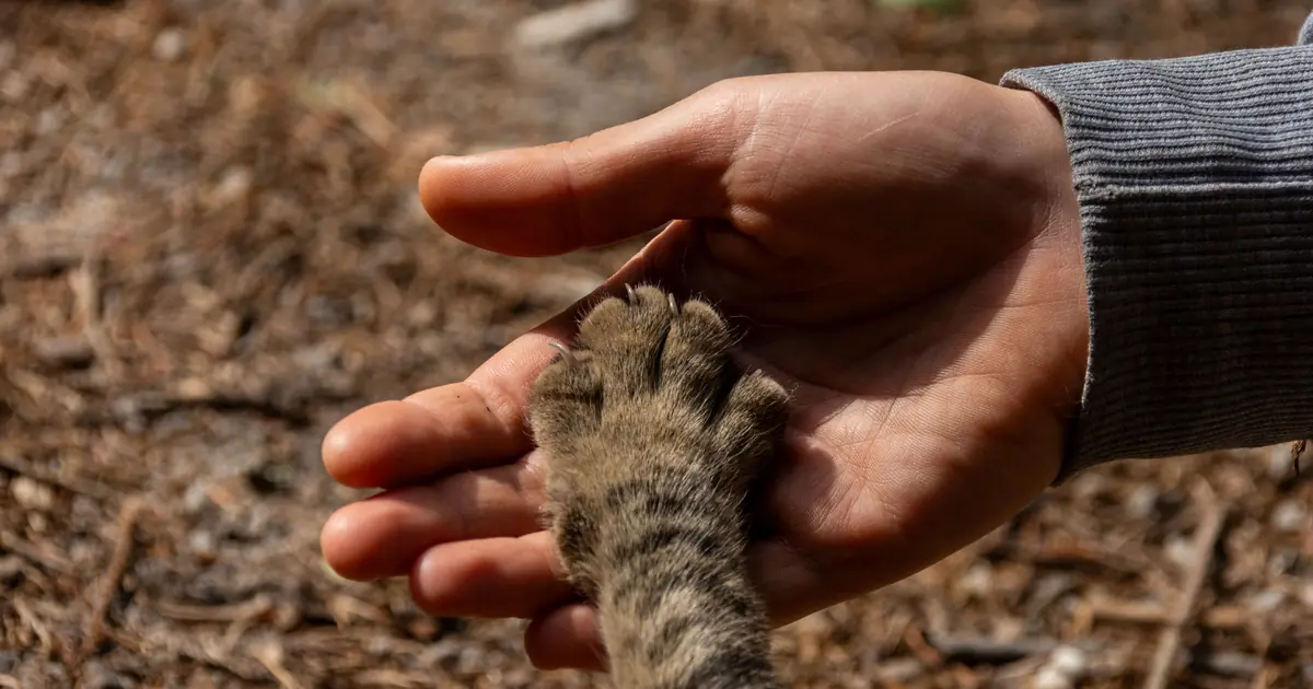 hand reaching out to a cat