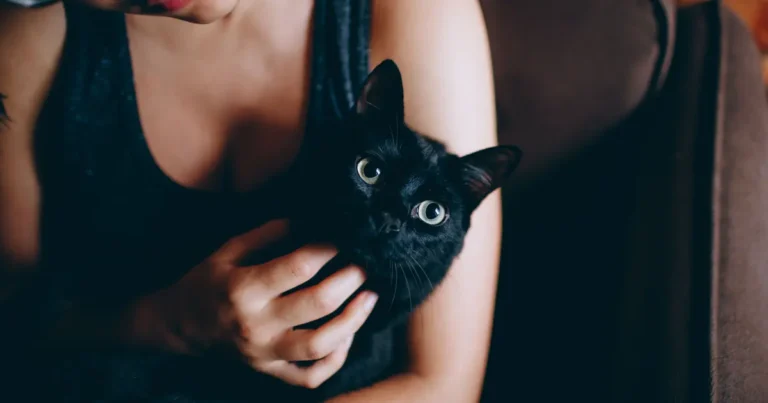 how to get a cat to come to you
