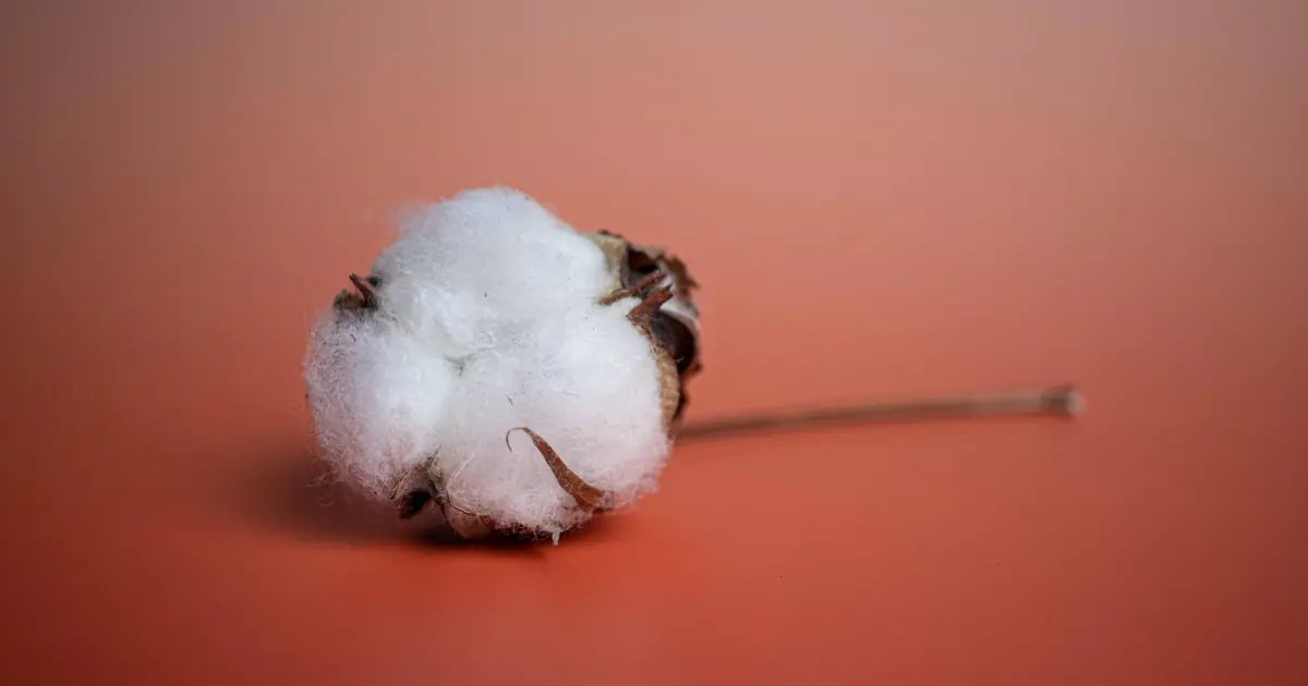 How to Get Cat Hair Out of Clothes: 8 Easy, Fast Fixes 1