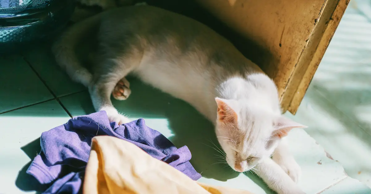 how to get cat pee smell out of clothes