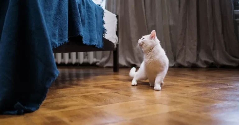 how to get rid of cat pee smell