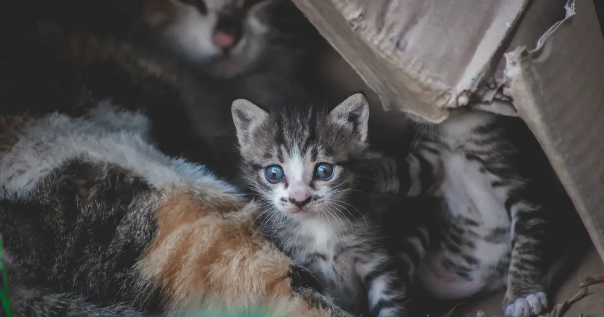 How to Help a Constipated Cat: 7 Safe Vet-Backed Steps 1