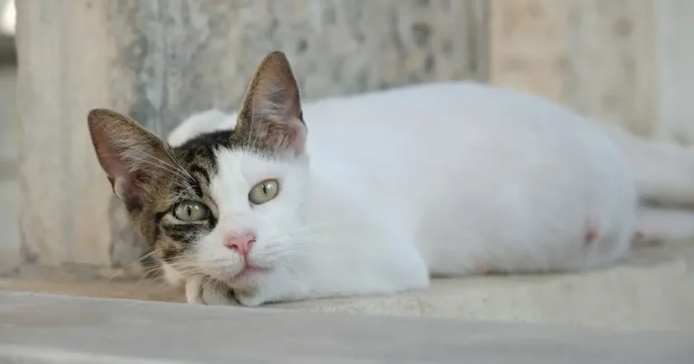 How to Know If Your Cat Is Pregnant