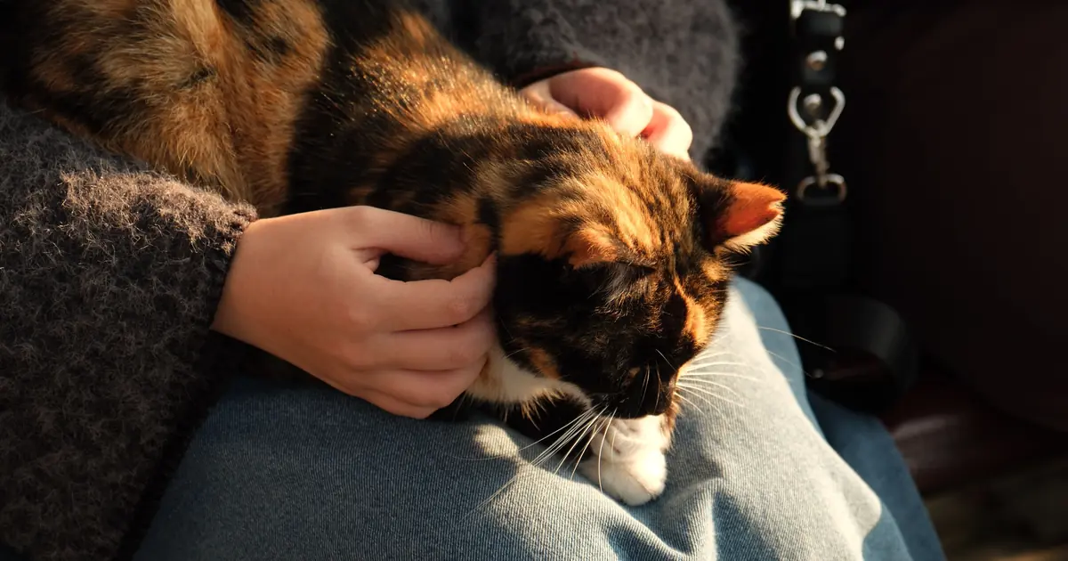 How to Register a Cat as an Emotional Support Animal 1